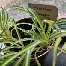 Load image into Gallery viewer, Plant Marker Stakes - Character Traits / MR. WOODWORKS