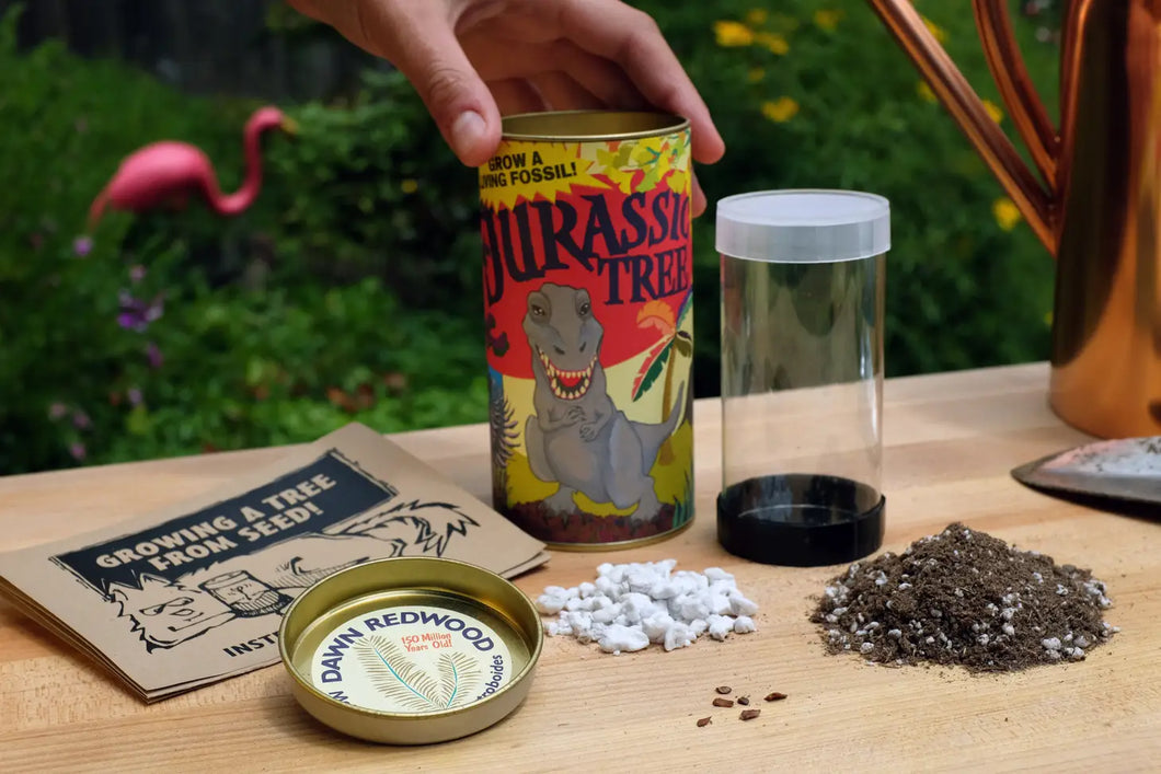 Grow A Living Tree Seed Kit - Jurassic Redwood / THE JONSTEEN COMPANY